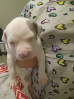 American Pit Bull Terrier Puppies for sale in Dallas, Texas. price: $250
