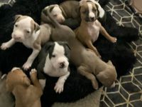 American Pit Bull Terrier Puppies for sale in Oakland, California. price: $300