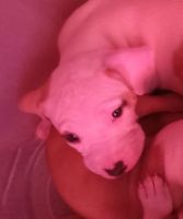 American Pit Bull Terrier Puppies for sale in Albuquerque, New Mexico. price: $200