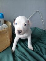 American Pit Bull Terrier Puppies for sale in Flint, MI 48506, USA. price: $300