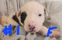 American Pit Bull Terrier Puppies for sale in Aynor, South Carolina. price: $500