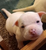 American Pit Bull Terrier Puppies for sale in Salem, Oregon. price: $350