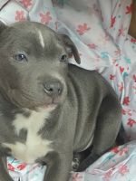 American Pit Bull Terrier Puppies for sale in Vancouver, Washington. price: $500