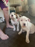 American Pit Bull Terrier Puppies for sale in Dunnellon, Florida. price: $250
