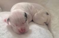 American Pit Bull Terrier Puppies for sale in Philadelphia, Pennsylvania. price: $995