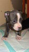 American Pit Bull Terrier Puppies for sale in Las Vegas, Nevada. price: $3,500