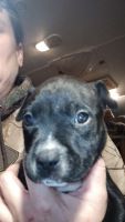 American Pit Bull Terrier Puppies for sale in Mexia, Texas. price: $400