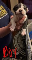American Pit Bull Terrier Puppies for sale in Monroe, Michigan. price: $200