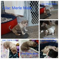 American Pit Bull Terrier Puppies for sale in Bronx, New York. price: $3,500