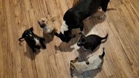 American Pit Bull Terrier Puppies for sale in Centralia, Washington. price: $200