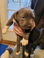 American Pit Bull Terrier Puppies for sale in Milledgeville, GA, USA. price: $600