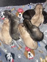 American Pit Bull Terrier Puppies for sale in Brooklyn, New York. price: $400