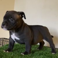 American Pit Bull Terrier Puppies for sale in Augusta, Georgia. price: $500