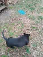 American Pit Bull Terrier Puppies for sale in Durham, North Carolina. price: NA