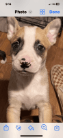 American Pit Bull Terrier Puppies for sale in Sacramento, California. price: NA