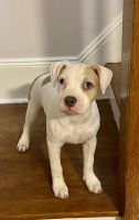 American Pit Bull Terrier Puppies for sale in Tinton Falls, NJ 07724, USA. price: $700