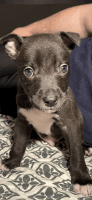 American Pit Bull Terrier Puppies for sale in Sacramento, California. price: NA