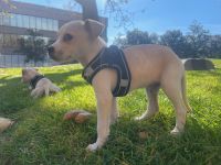 American Pit Bull Terrier Puppies for sale in Anaheim, California. price: $750