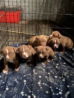American Pit Bull Terrier Puppies for sale in Detroit, Michigan. price: $350