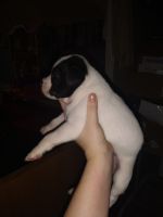 American Pit Bull Terrier Puppies for sale in Brookings, Oregon. price: $200
