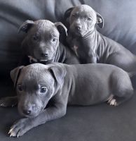 American Pit Bull Terrier Puppies for sale in Brooklyn, New York. price: $600