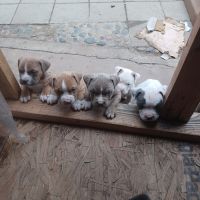 American Pit Bull Terrier Puppies for sale in Santa Ana, California. price: NA