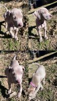 American Pit Bull Terrier Puppies for sale in Nashville, Tennessee. price: $300