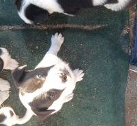 American Pit Bull Terrier Puppies for sale in Big River, California. price: $50