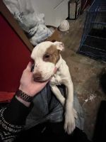 American Pit Bull Terrier Puppies for sale in Panama City, Florida. price: $150