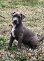 American Pit Bull Terrier Puppies for sale in Houston, Texas. price: $500