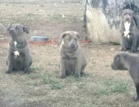 American Pit Bull Terrier Puppies for sale in Nowata, OK 74048, USA. price: NA