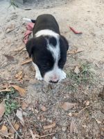 American Pit Bull Terrier Puppies for sale in Grovetown, Georgia. price: $800