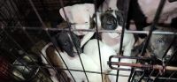 American Pit Bull Terrier Puppies for sale in Centerville, Iowa. price: NA