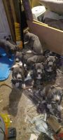American Pit Bull Terrier Puppies for sale in Moore, Oklahoma. price: $300,500