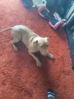 American Pit Bull Terrier Puppies for sale in Wilkes-Barre, Pennsylvania. price: $600