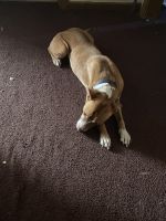 American Pit Bull Terrier Puppies for sale in East Detroit, Michigan. price: $100