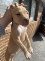 American Pit Bull Terrier Puppies for sale in Whittlesea, Victoria. price: $1,200