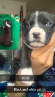 American Pit Bull Terrier Puppies for sale in San Jose, California. price: $300