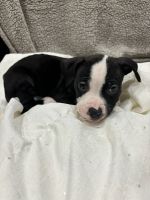 American Pit Bull Terrier Puppies for sale in Bronx, New York. price: $600