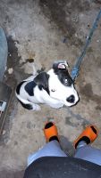 American Pit Bull Terrier Puppies for sale in Detroit, Michigan. price: $150