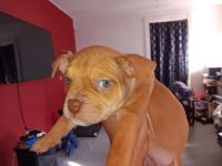 American Pit Bull Terrier Puppies for sale in Coal Township, Pennsylvania. price: $500
