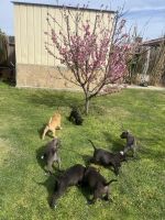 American Pit Bull Terrier Puppies for sale in Bakersfield, California. price: NA