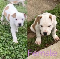American Pit Bull Terrier Puppies for sale in Clarksville, Tennessee. price: $150