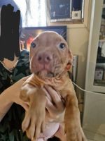 American Pit Bull Terrier Puppies for sale in Townsville, Queensland. price: $500