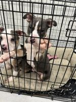 American Pit Bull Terrier Puppies for sale in North Port, Florida. price: $500