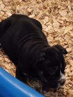 American Pit Bull Terrier Puppies for sale in Hattiesburg, Mississippi. price: $1,000