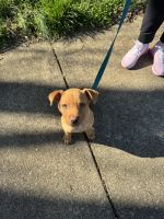 American Pit Bull Terrier Puppies for sale in Bardstown, Kentucky. price: $200