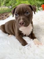 American Pit Bull Terrier Puppies for sale in Winder, Georgia. price: $200