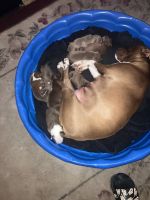 American Pit Bull Terrier Puppies for sale in Lincolnton, Georgia. price: $600