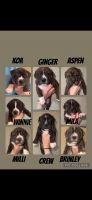 American Pit Bull Terrier Puppies for sale in St. Cloud, Minnesota. price: $350